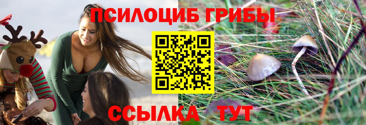 Биробиджан  Псилоцибиновые грибы прущие грибы  Вход с VPN  Галлюциногенные грибы GOLDEN TEACHER 
